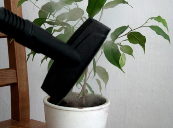 El cuidado de una planta de interior con un limpiador de vapor