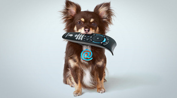  Perro con control remoto