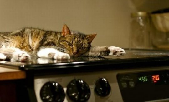  Gato en la estufa