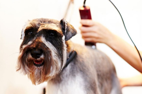  Máquina de aseo del perro