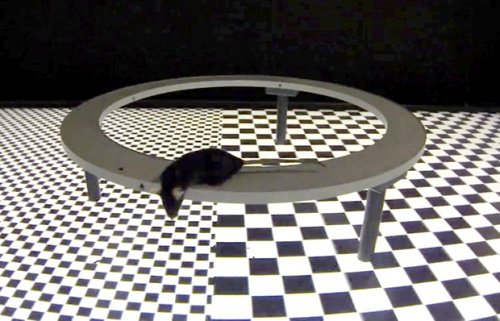  Ratón de realidad virtual