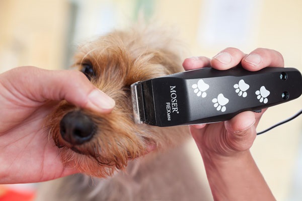  La máquina Moser para un peinado de perros.