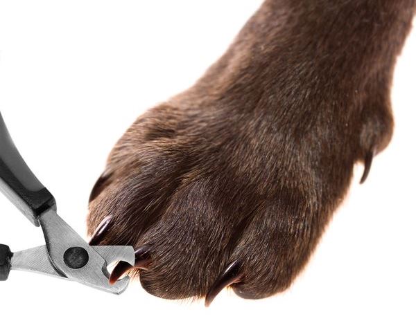 Guillotina para perros