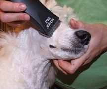  Máquina de aseo del perro