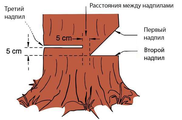 Reglas de talar arbol
