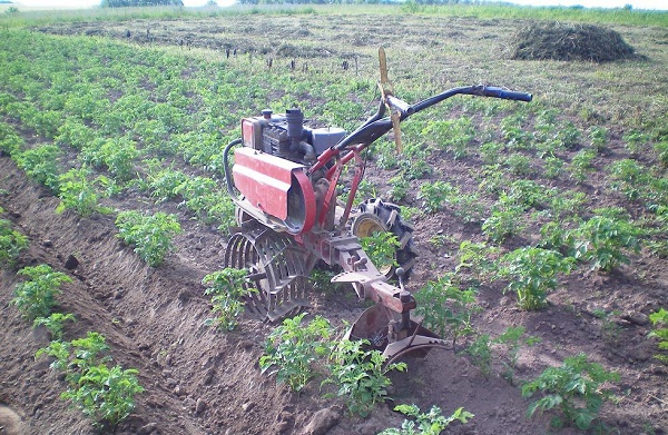  Papas hilling