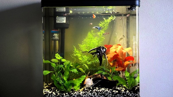  Bomba en el acuario