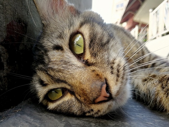  Foto de muestra