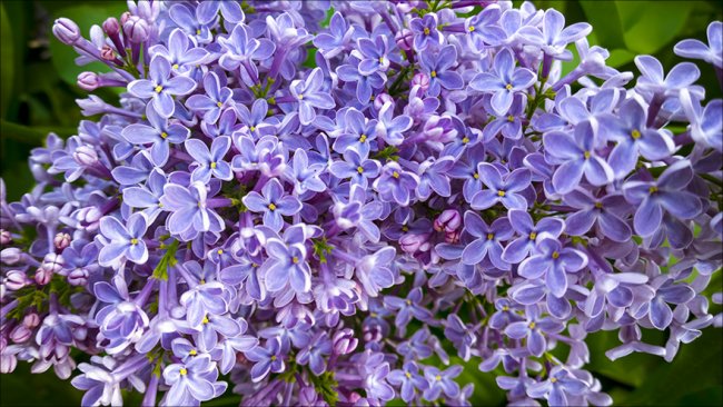 Sample photo
